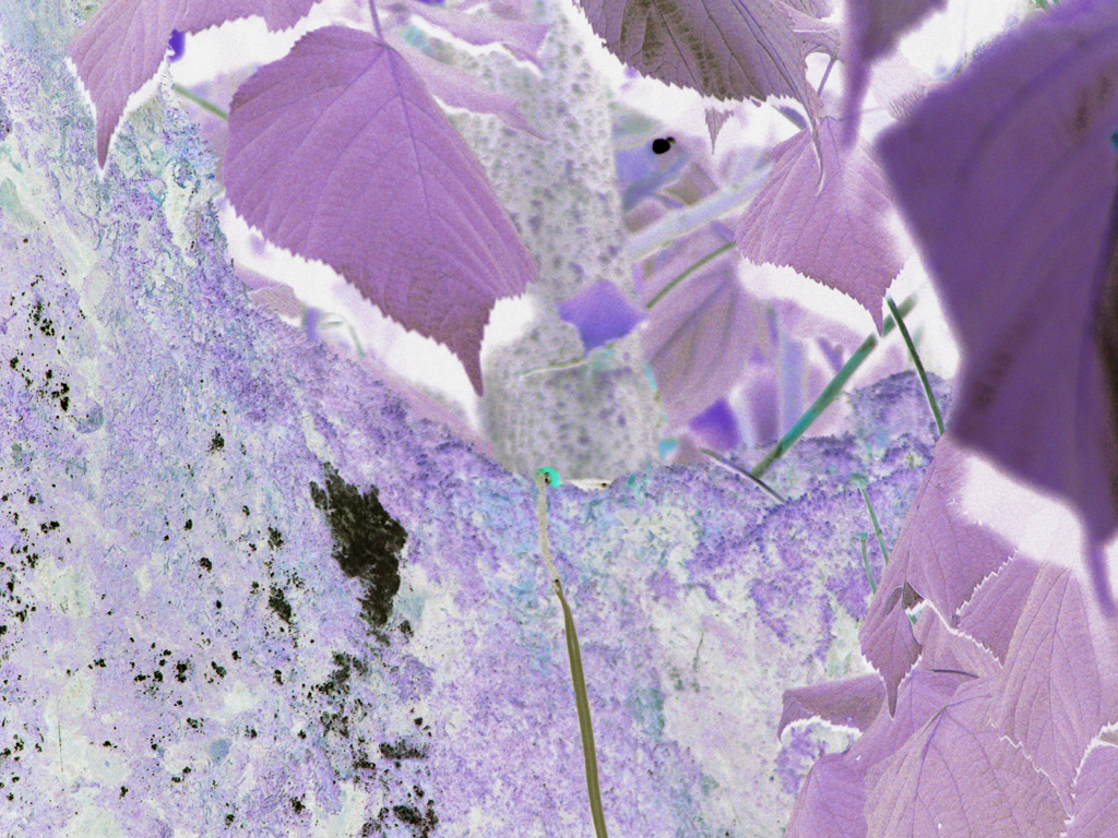 video still