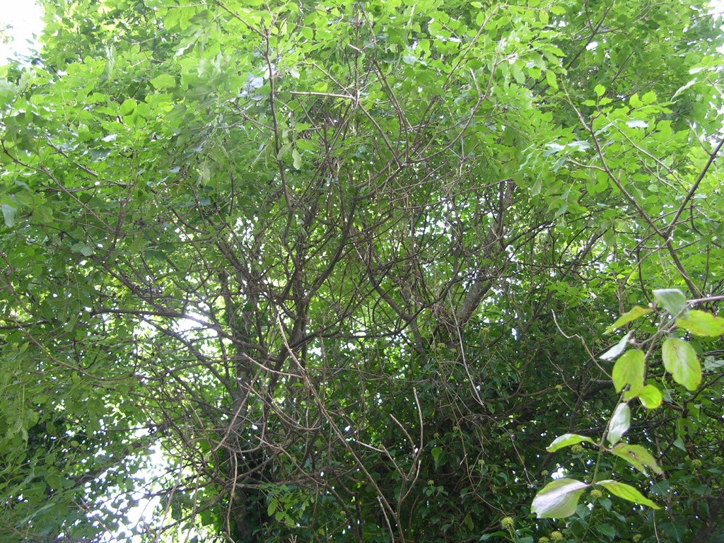 white beech[front]