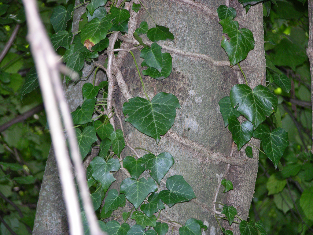 white beech[detail]