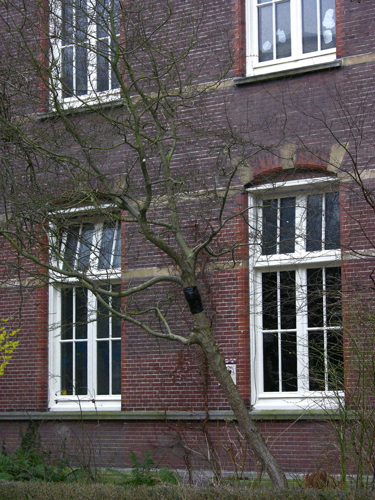 tree