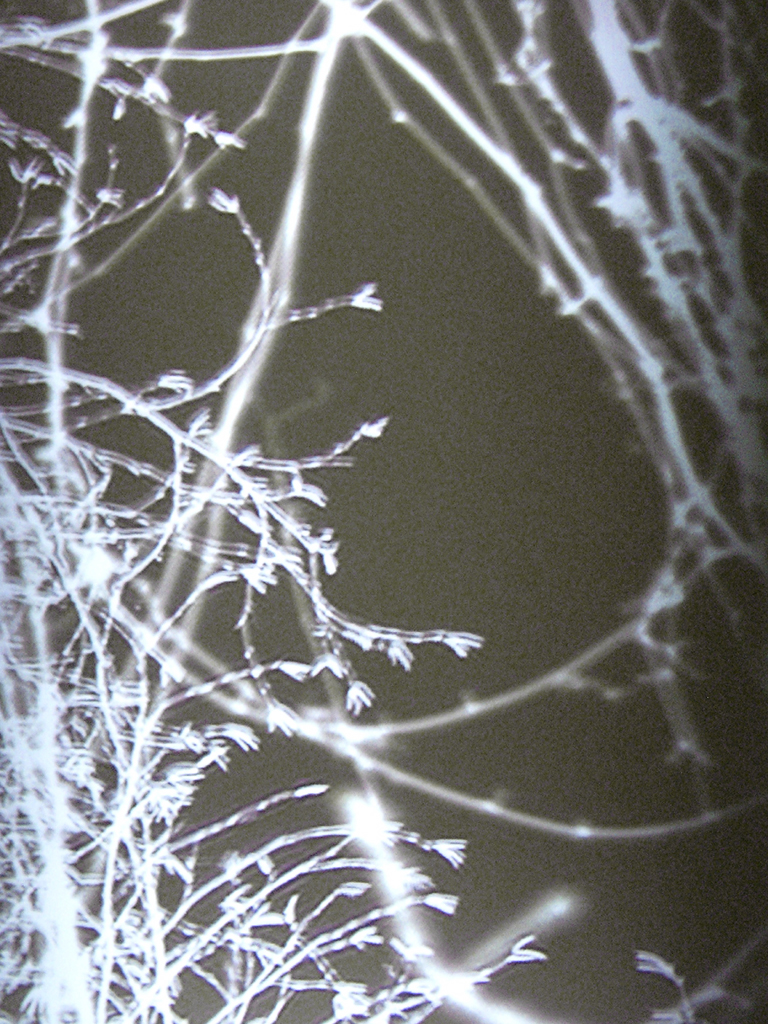 projection 02