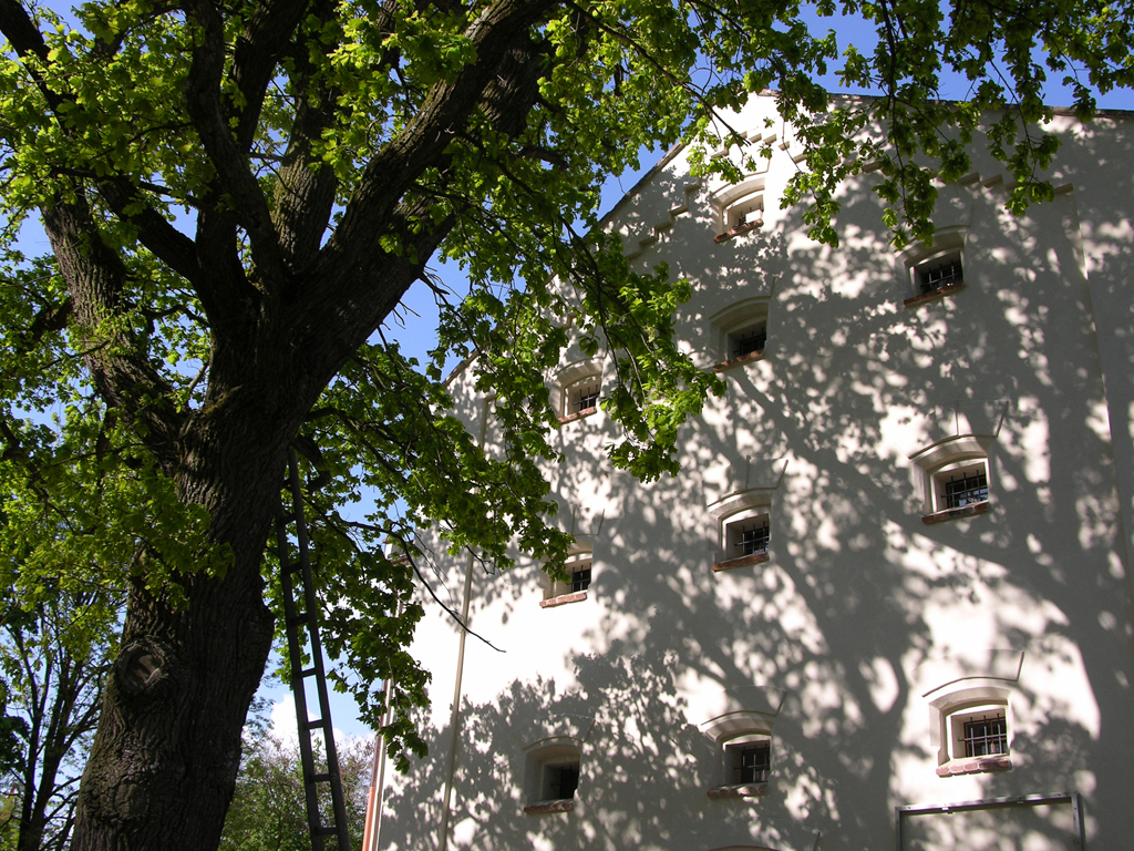 oak, Klenová