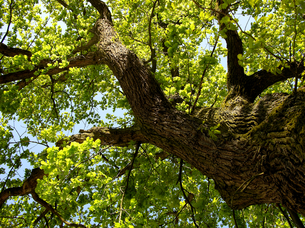 oak [detail]