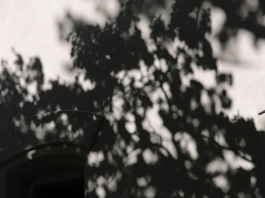 oak [shadow]