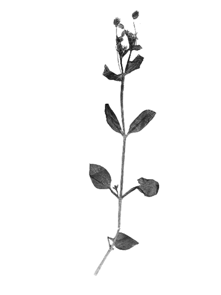 Stellaria media