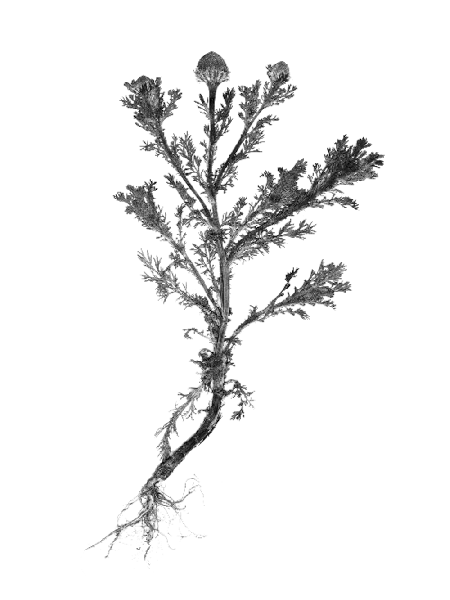 Matricaria discoidea