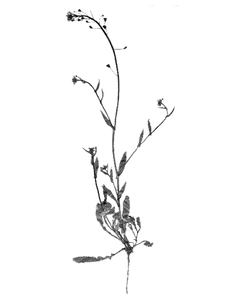 Capsella bursa-pastoris