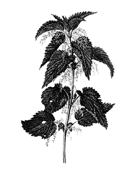 Urtica urens