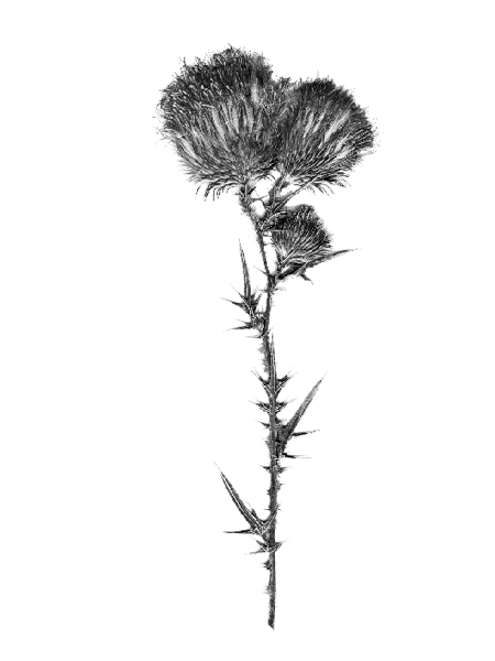 Cirsium vulgare