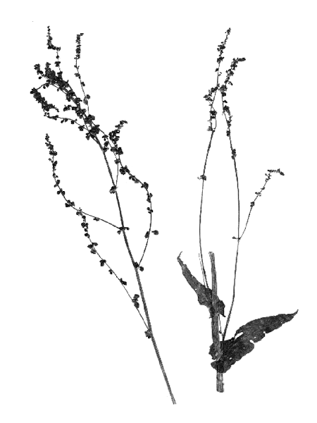 Rumex acetosa