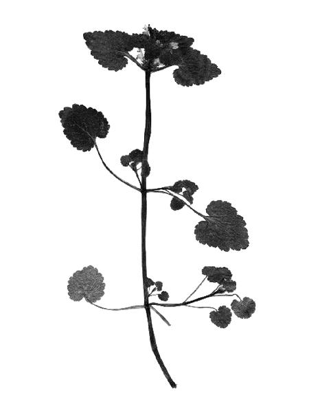 Lamium purpureum