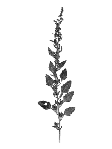 Chenopodium album