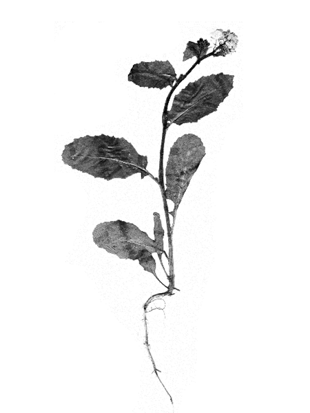 Sinapis arvensis