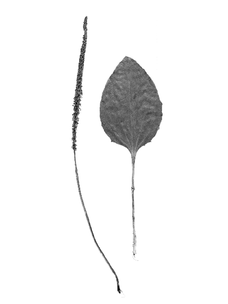 Plantago major