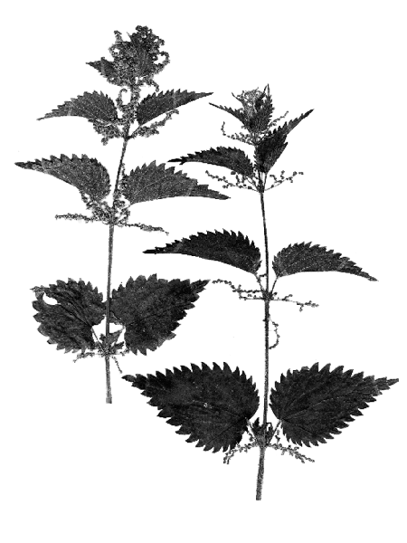 Urtica dioica