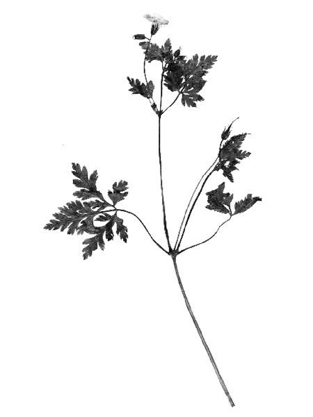 Geranium robertianum