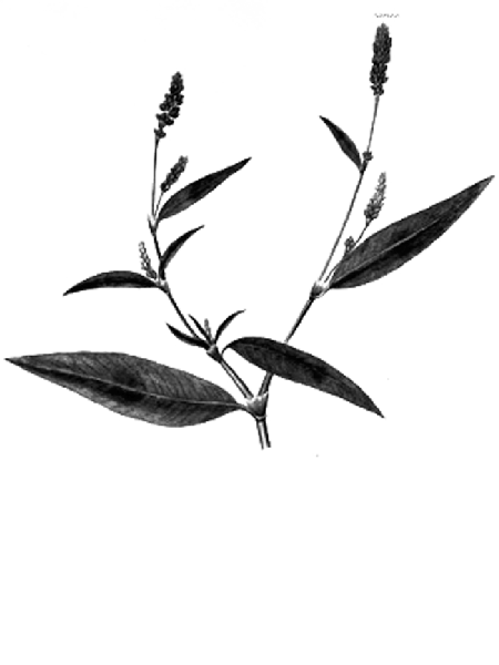Persicaria maculosa