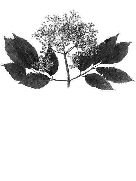 Sambucus nigra