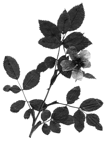 Rosa canina