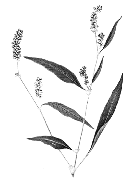 Polygonum lapathifolium
