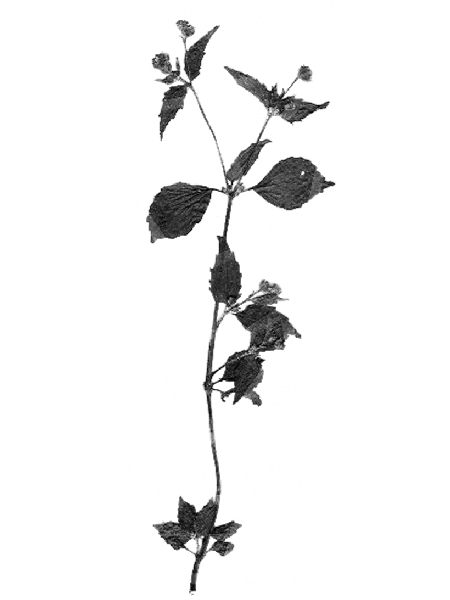 Galinsoga quadriradiata