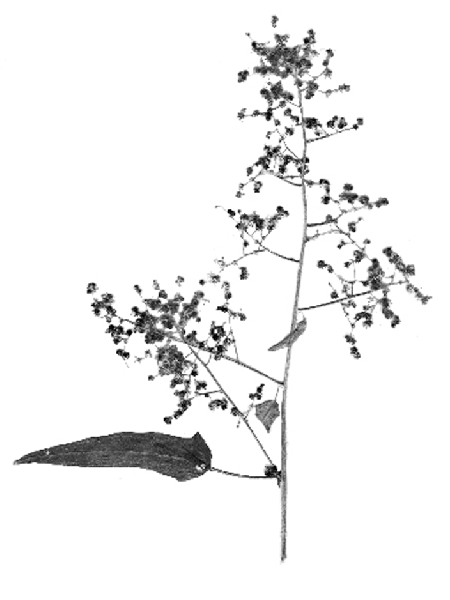 Chenopodium hybridum