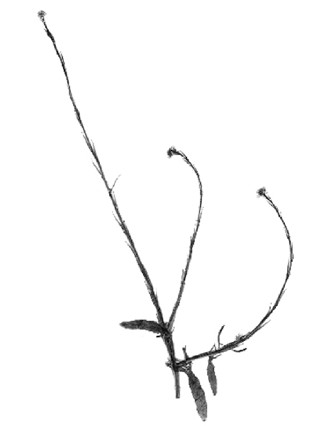 Sisymbrium officinale
