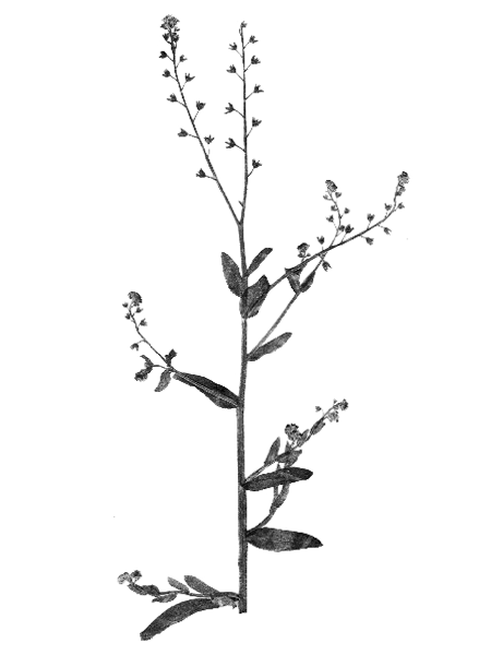 Myosotis arvensis
