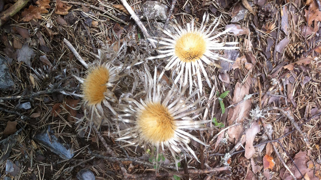 thistles