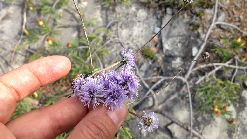 purple flowers