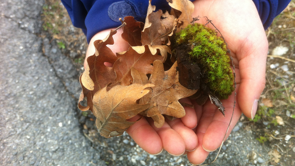 leaves and moss