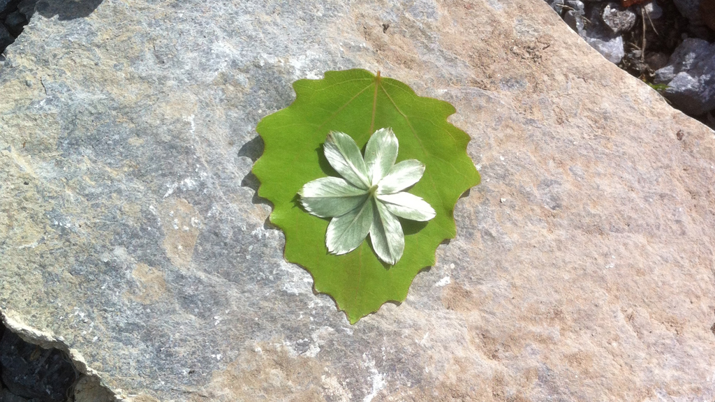 lady's-mantle
