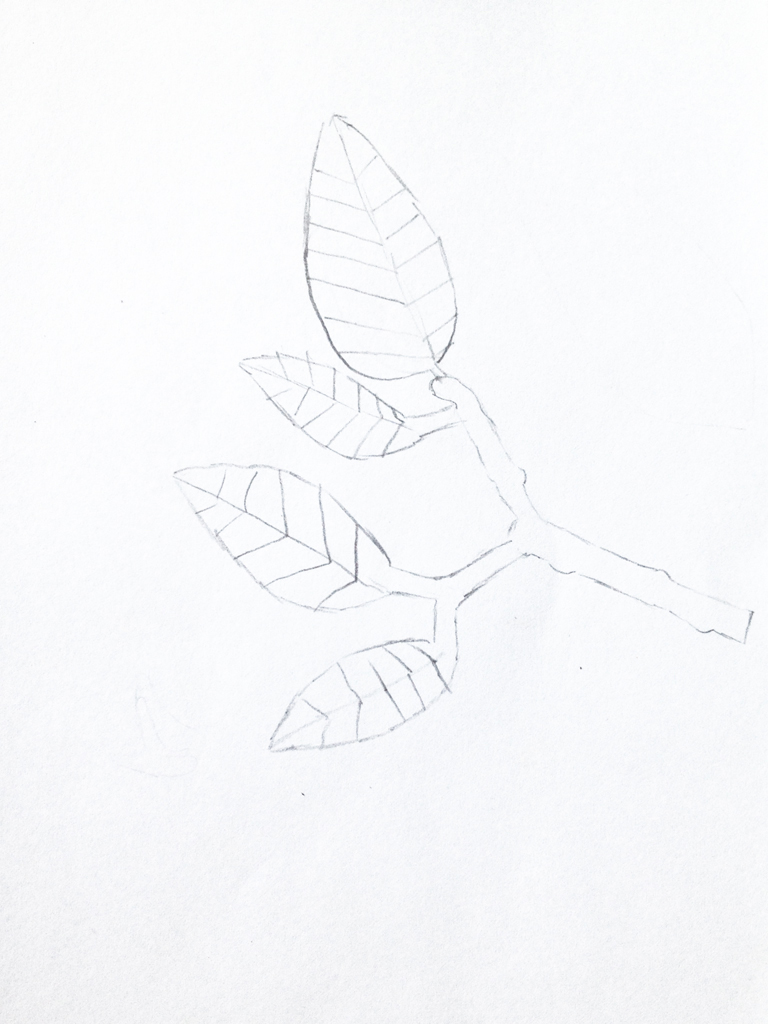 80 Zeichnung Blatt IMG 3141