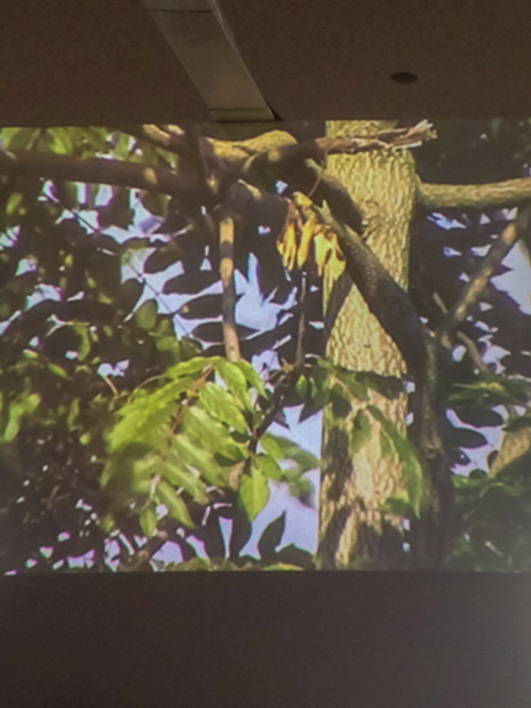 live projection, detail