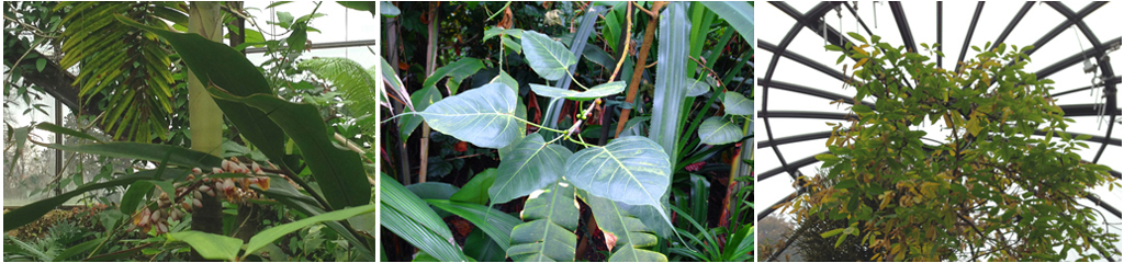 botanical garden detail
